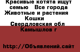 Красивые котята ищут семью - Все города Животные и растения » Кошки   . Свердловская обл.,Камышлов г.